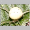 Enoplognatha sp - Kugelspinne 01c 6mm.jpg